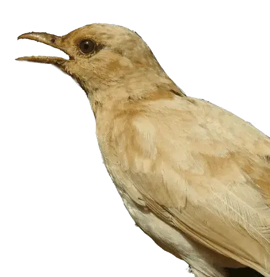 bird_Birding_Tours_conservatiON