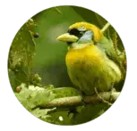 bird_pijao